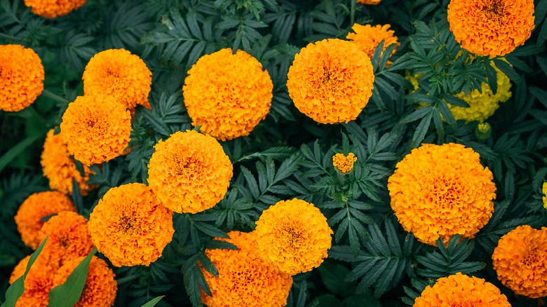 Orange marigolds