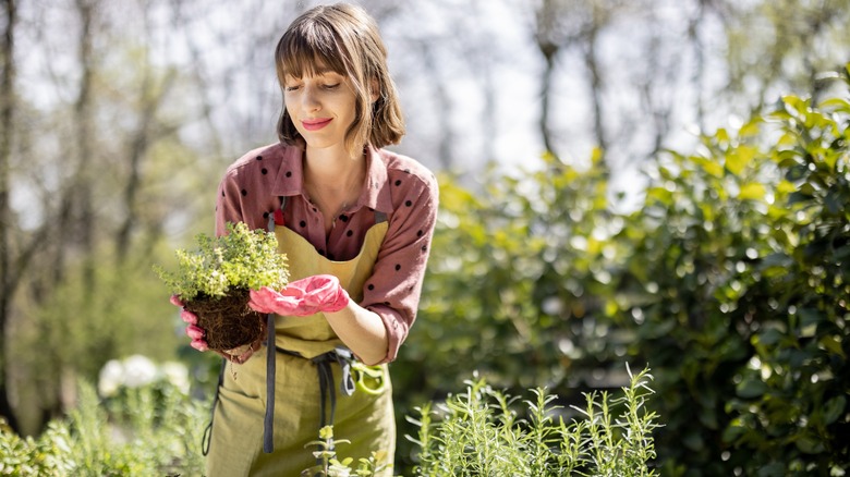 Woman holding young garden plant
