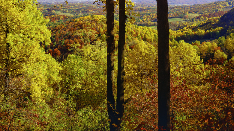 Fall leaves in Virginia