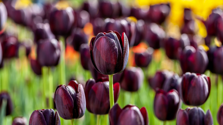 Dark maroon queen of night tulips