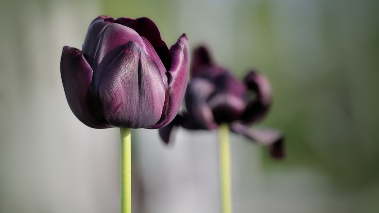 Queen of night tulips