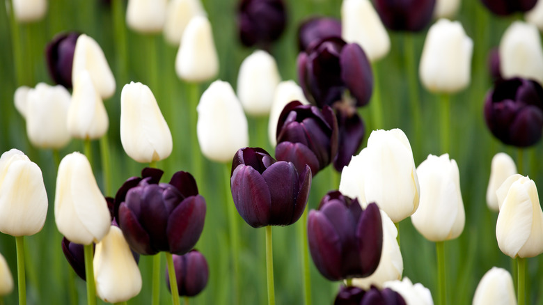 Queen of night tulips with white tulips