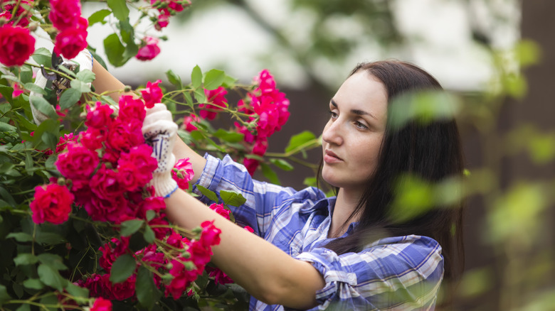 Woman deadheading her roses