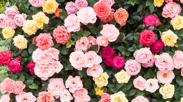 Colorful roses in a garden