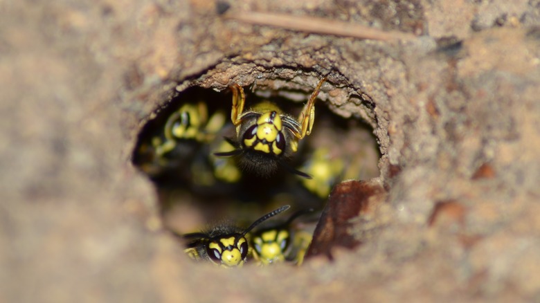 Wasps coming out from nest underground