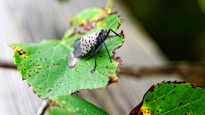 Spotted lantern fly on a damaged plant