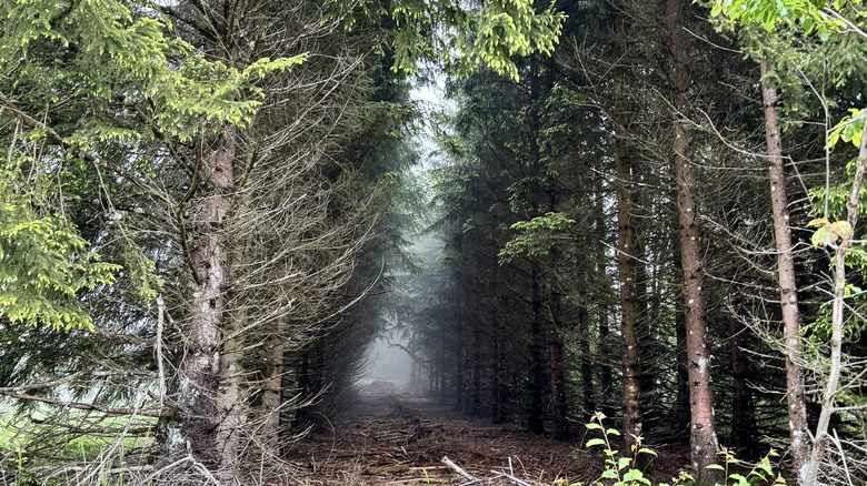 Foggy woods of France