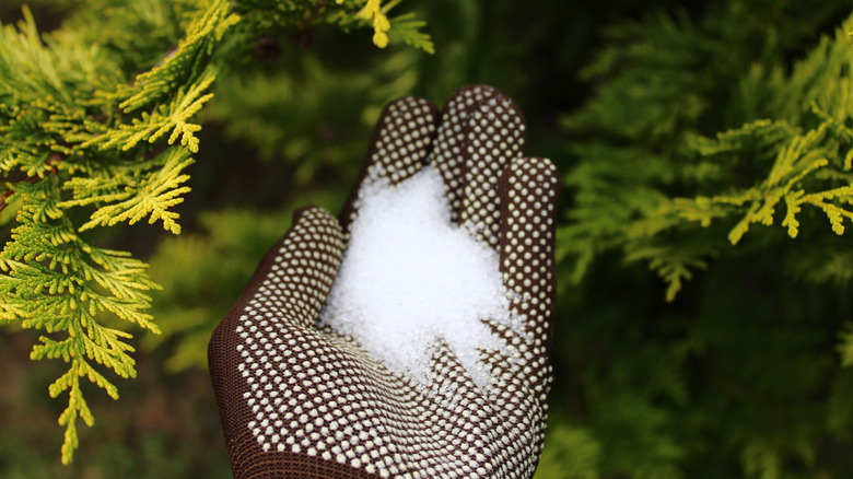 Epsom salt on hand wearing gardening glove