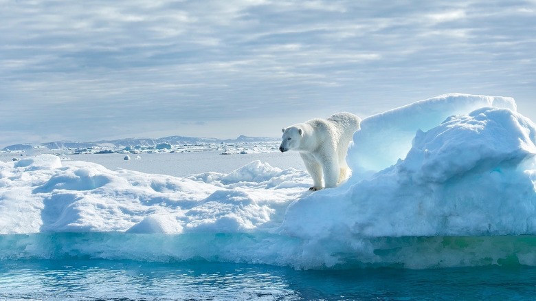 Polar bear standing on snow by water