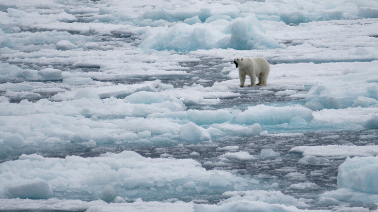 Polar bear yawns across ice