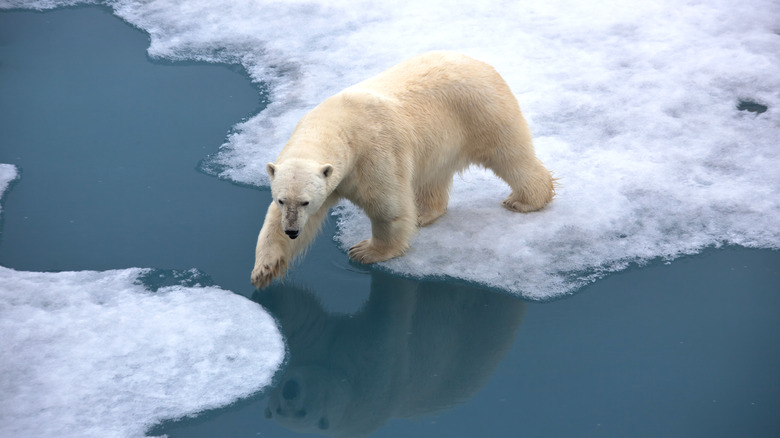 Polar bear steps over ice