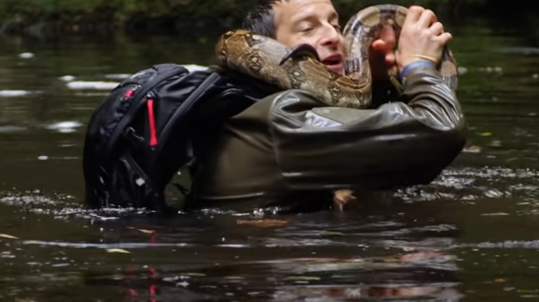 Bear Grylls struggling with boa constrictor