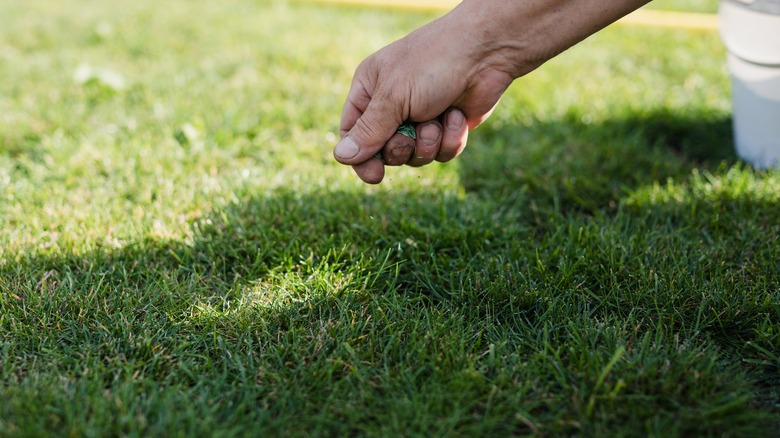 Man spreading grass seeds to revive lawn