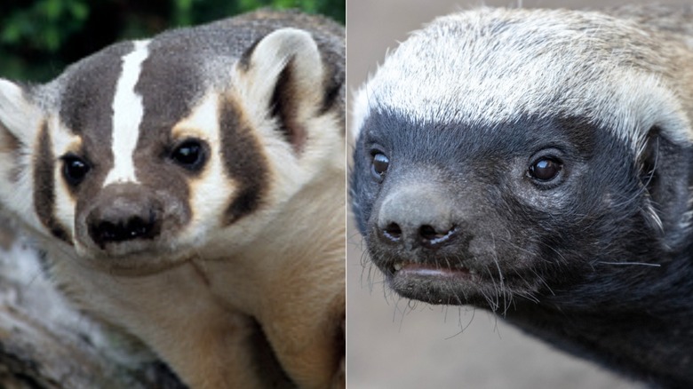 L: american badger; R: honey badger, close-ups