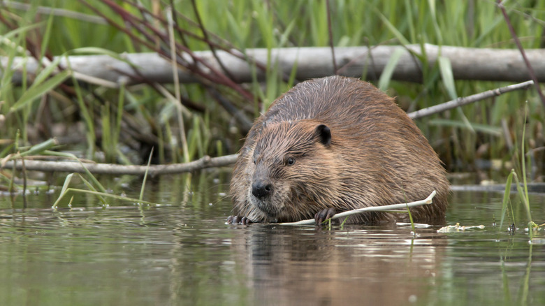 Large beaver in the water 