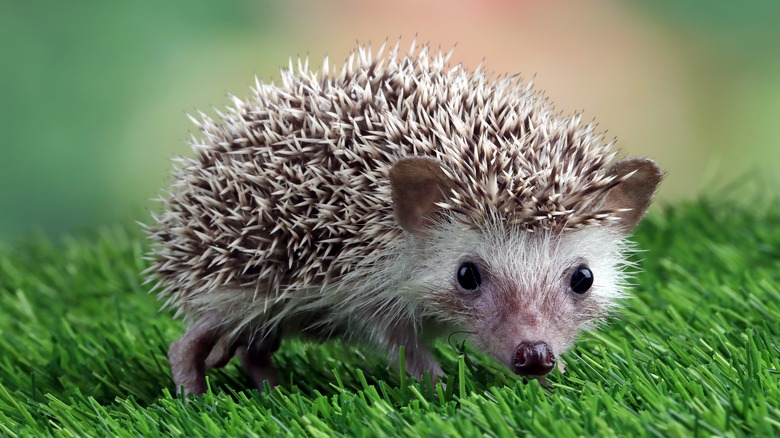 Closeup on small hedgehog 