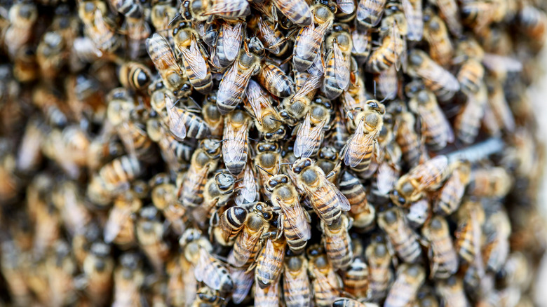 Swarm of African bees