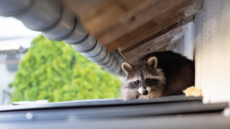 Raccoon on a shed roof 