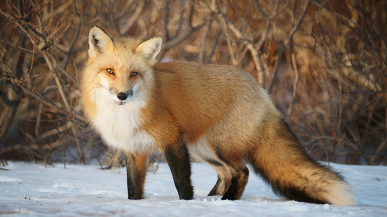 Small red fox standing in snow