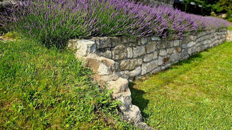 Stone retaining wall in garden