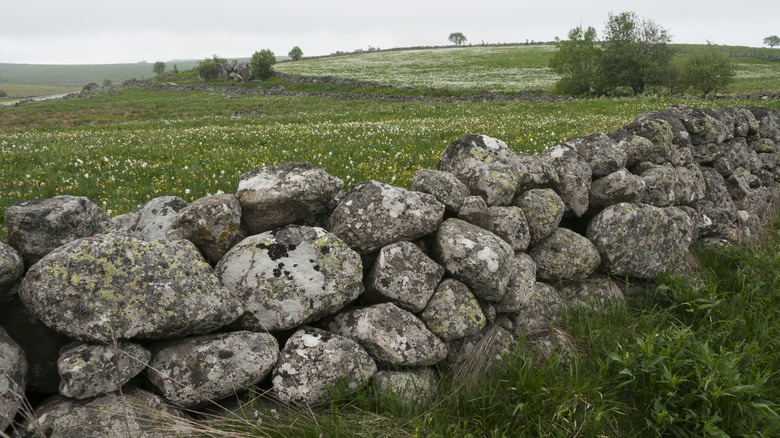 Stone wall in a meadow