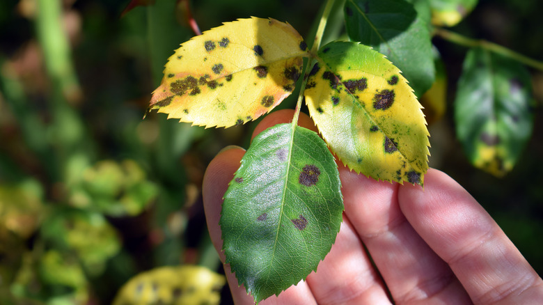 Rose bush leaves with black spot fungus