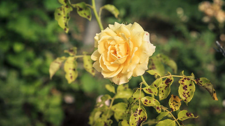 Beautiful rose with black spot fungus