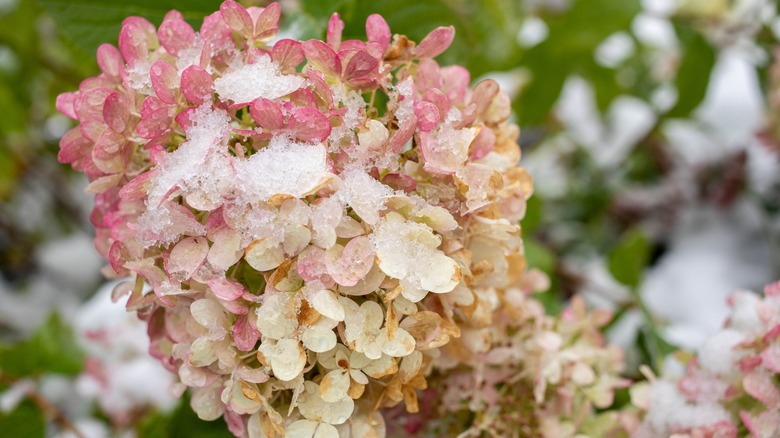 Hydrangea flower with snow