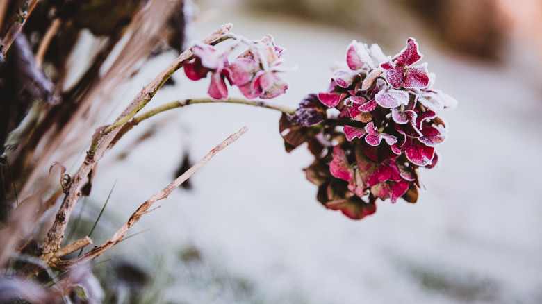 Dark pink hydrangea with winter frost