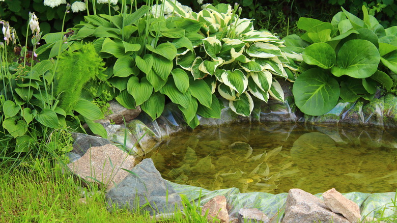 small backyard pond