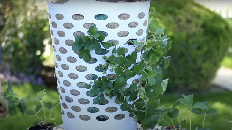 Laundry basket strawberry planter