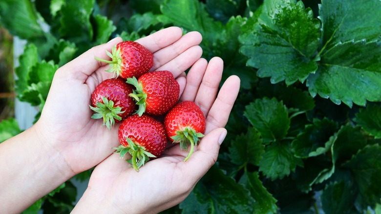 Gardener holding red strawberries