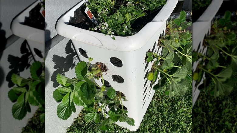 White laundry basket planter