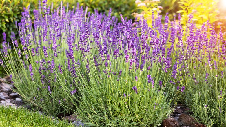 Lavender bushes in garden