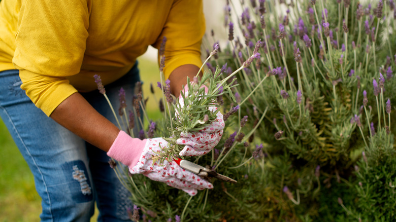 Gardener plucking lavender
