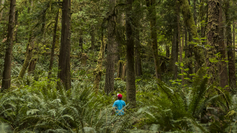 Hiker alone in woods