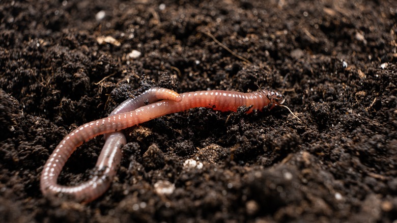 Earthworm in black soil 