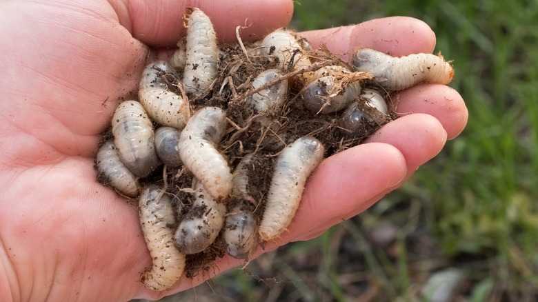 Handful of with chafer beetle grub worms