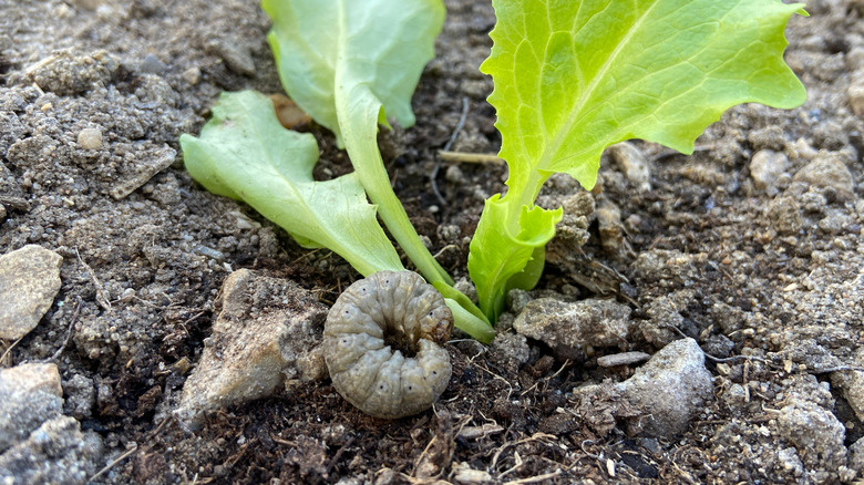 Grub worm by plant it ate