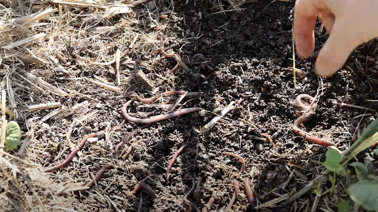 Asian jumping worms in the garden