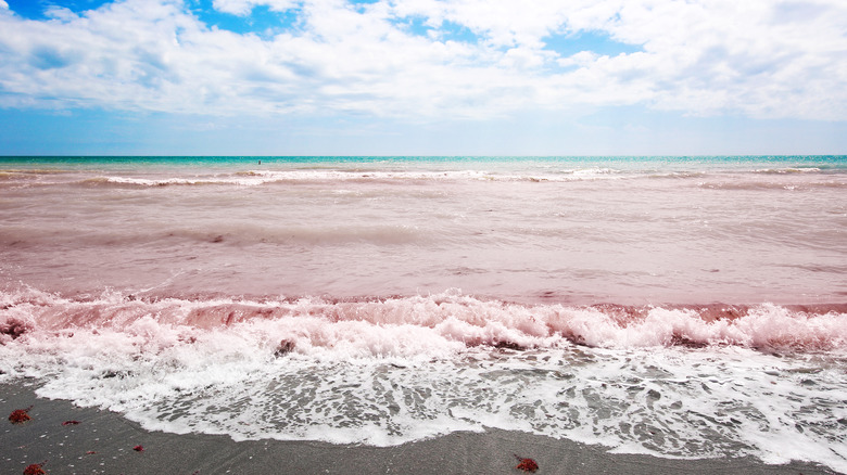 red tide on beach in florida