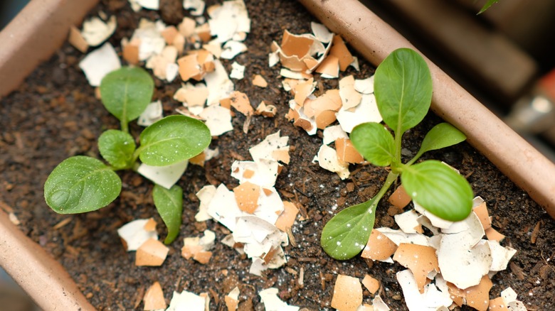 Eggshells scattered across planter