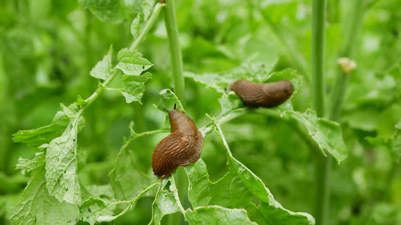Snails eating garden plants