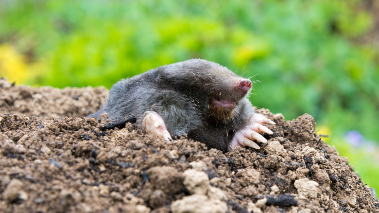 Garden mole emerging from soil