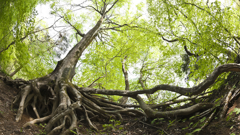 Trees with large roots