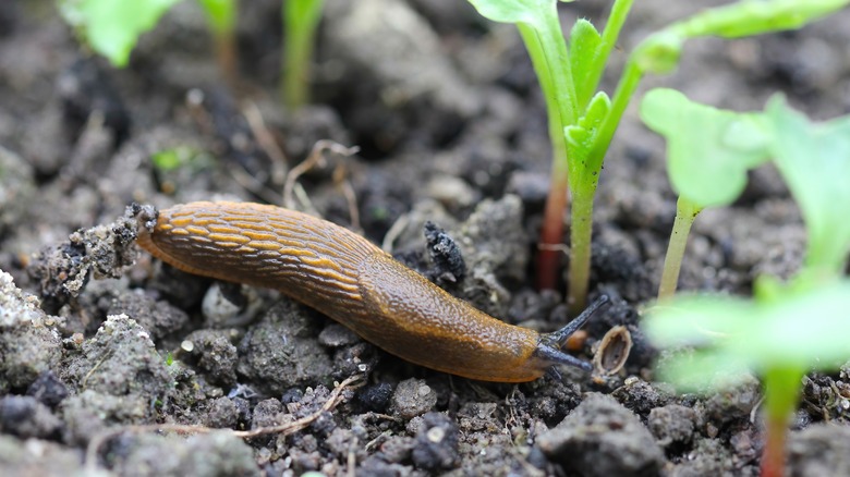 Slug in soil near seedlings 