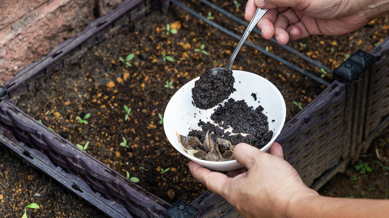 bowl of compost for seedlings