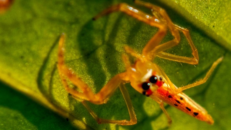 Happy-face spider on leaf