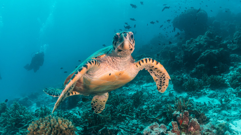 Hawaiian hawksbill sea turtle swimming underwater