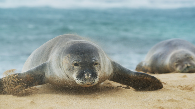 Hawaiian monk seal on beach